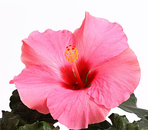 Zimmerhibiskus - Hibiscus rosa-sinensis