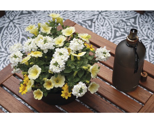 Magic Bell Trio, Verbena Trio, diverse soorten FloraSelf Ø 17 cm pot assorti