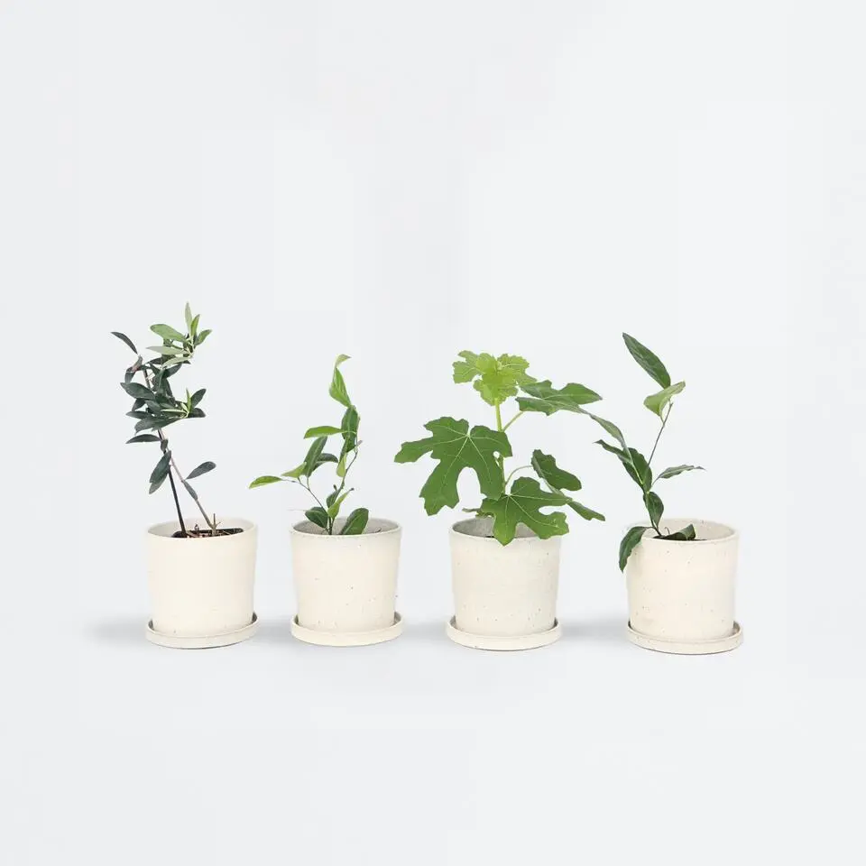 Mix fruitbomen - Set van 4 - Hoogte 25-40cm - ⌀9cm