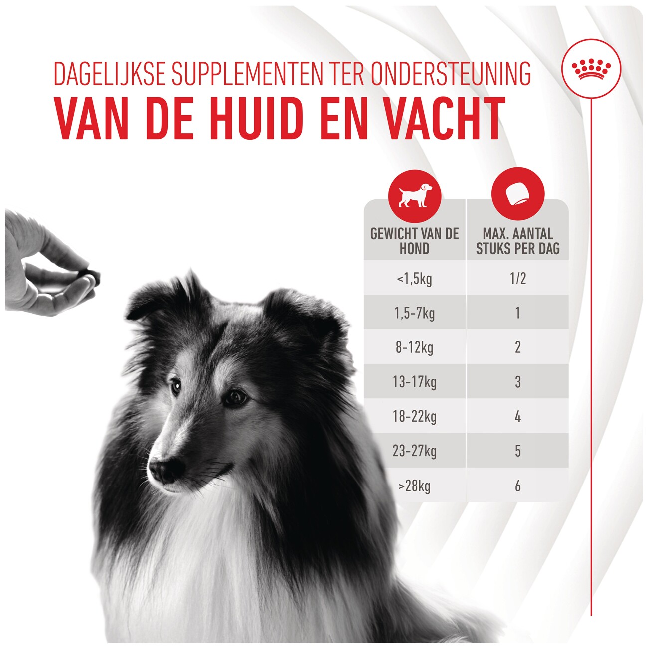 ROYAL CANIN Skin & Coat Adult Supplements Kausnacks 240 g