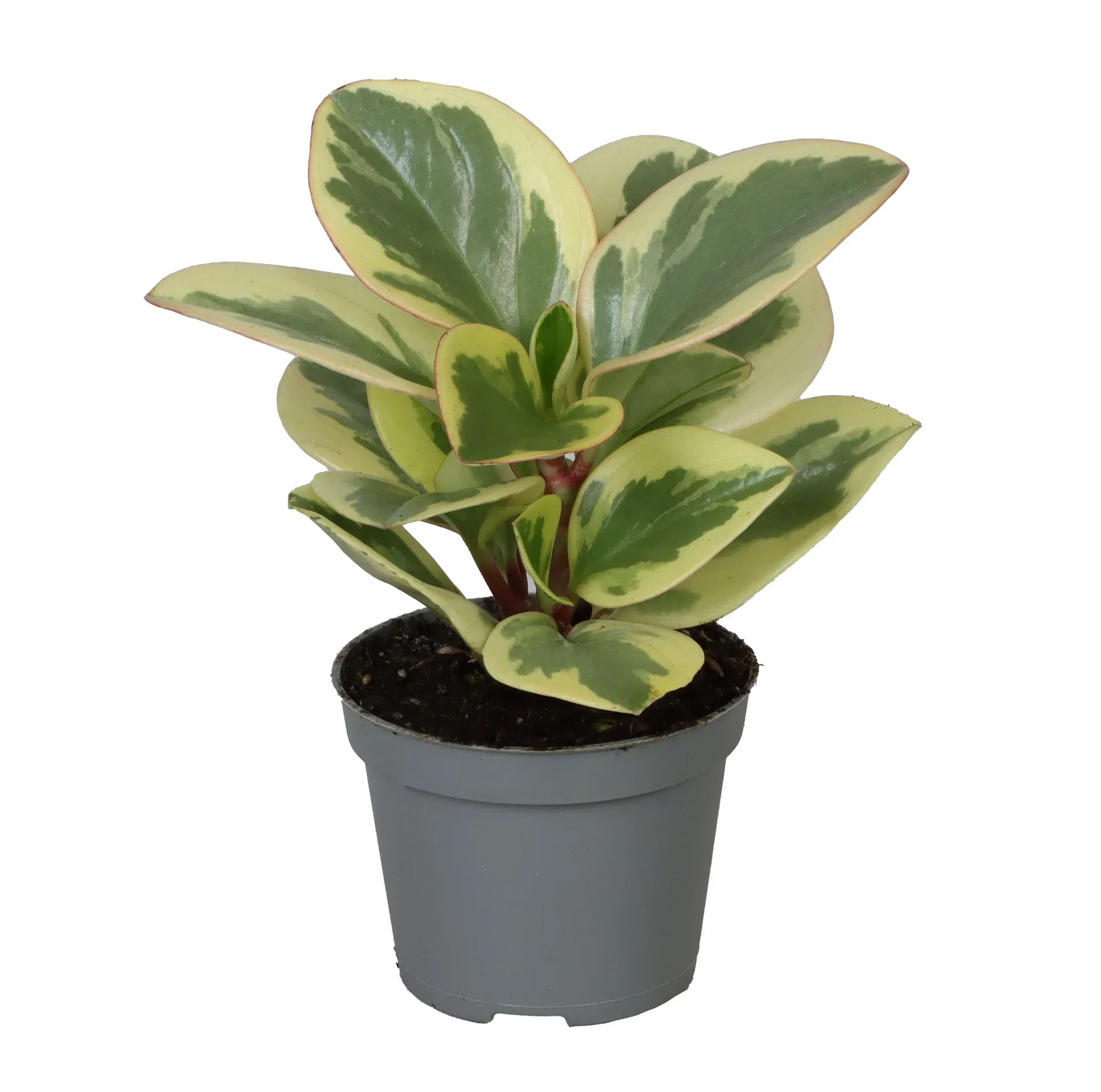 Peperomia Peperomia mini mix Høyde 10 cm