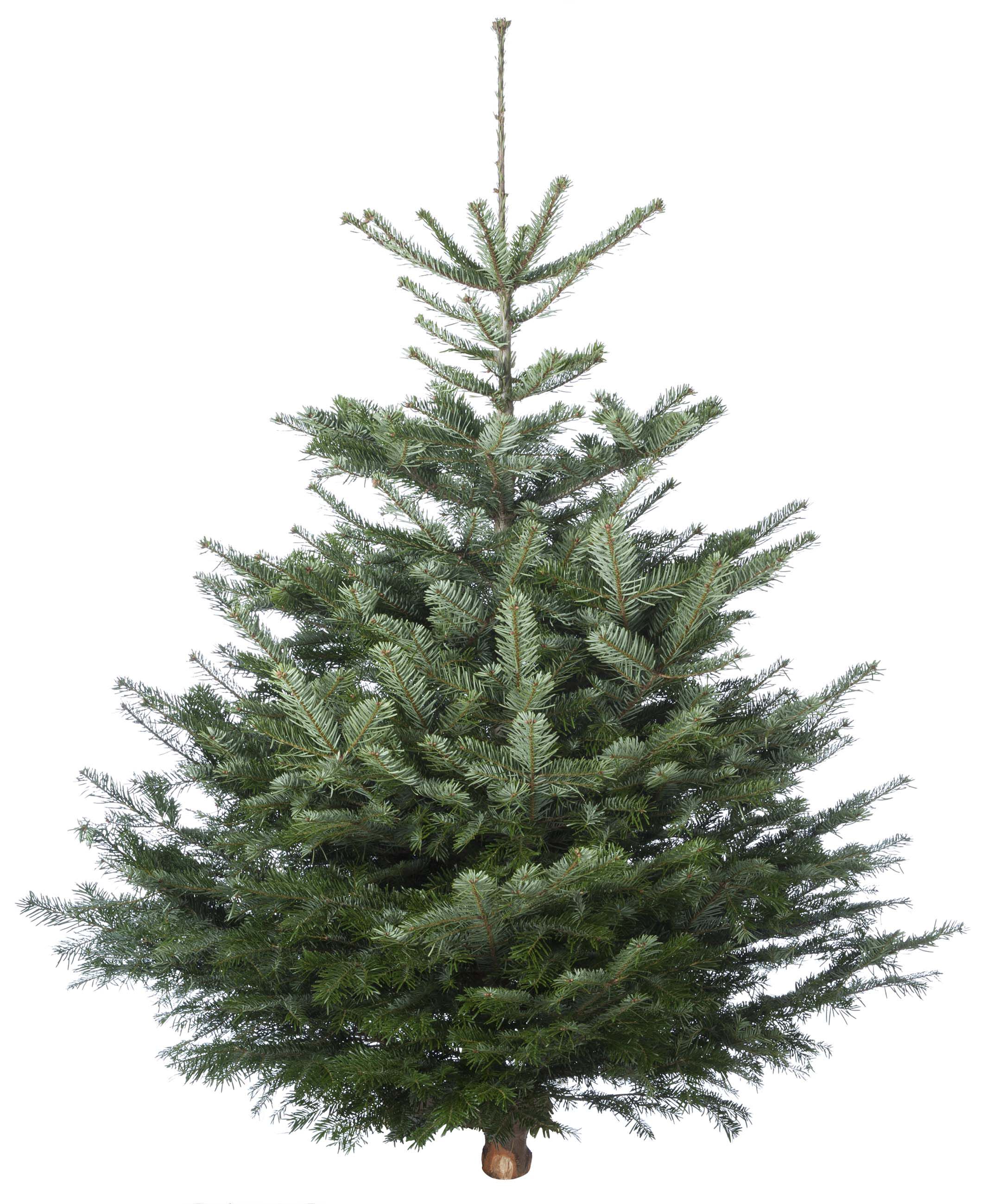 Nordmann gezaagd - Kerstboom - 125 cm