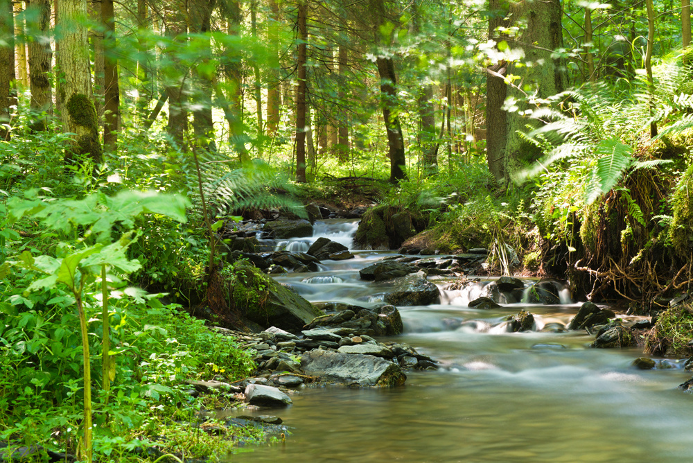 Akustikbild FLUßLAUF IM WALD 1 80x120cm, 7kg