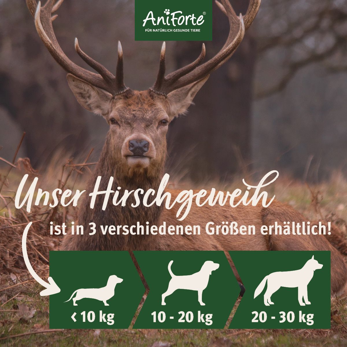 AniForte Hochland Hirschgeweih Large