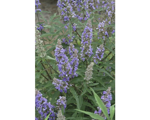 Kuisboom Vitex agnus castus 'Delta Blues' ® H 40-50 cm Co 4.5 L
