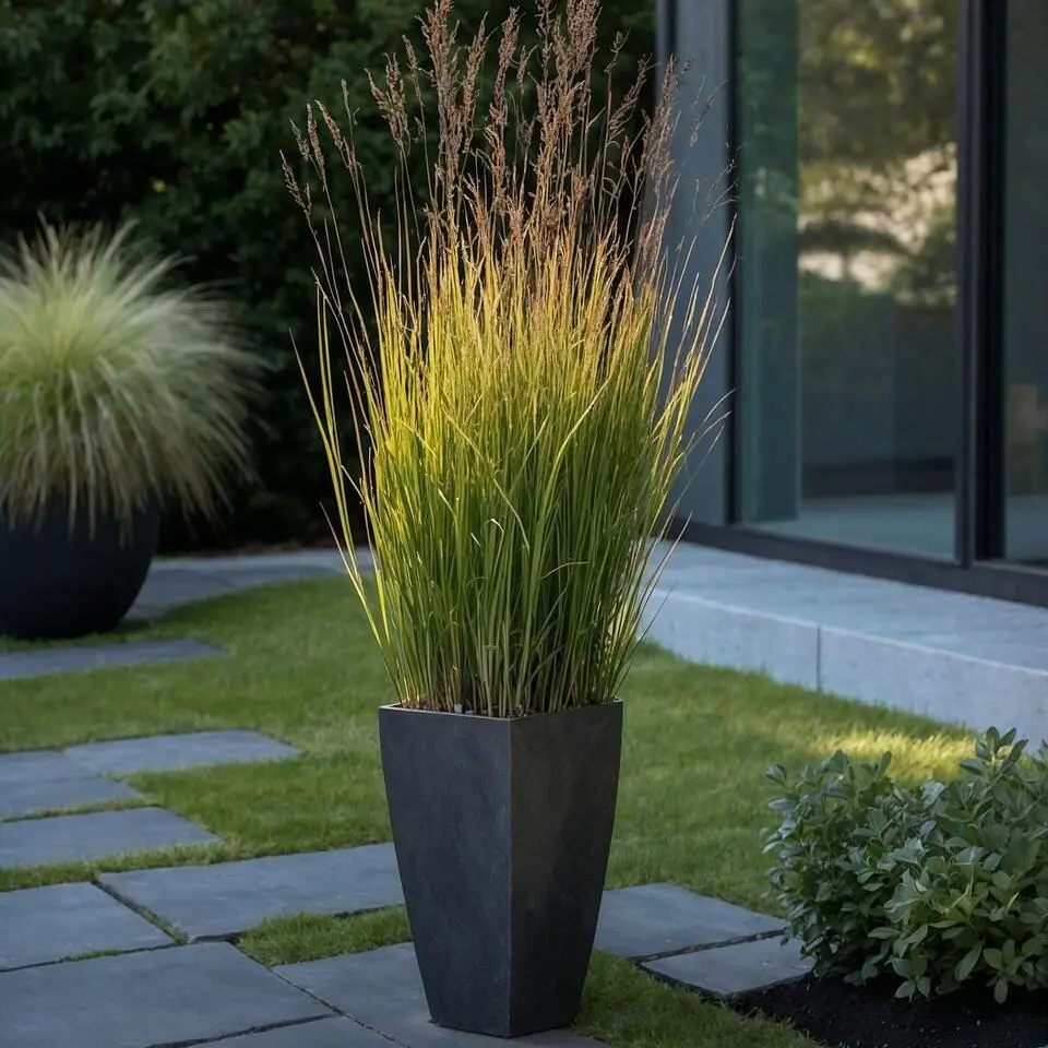 Vingergras - Panicum virgatum 'Heavy Metal' - Hoogte 40-60cm - ⌀23cm