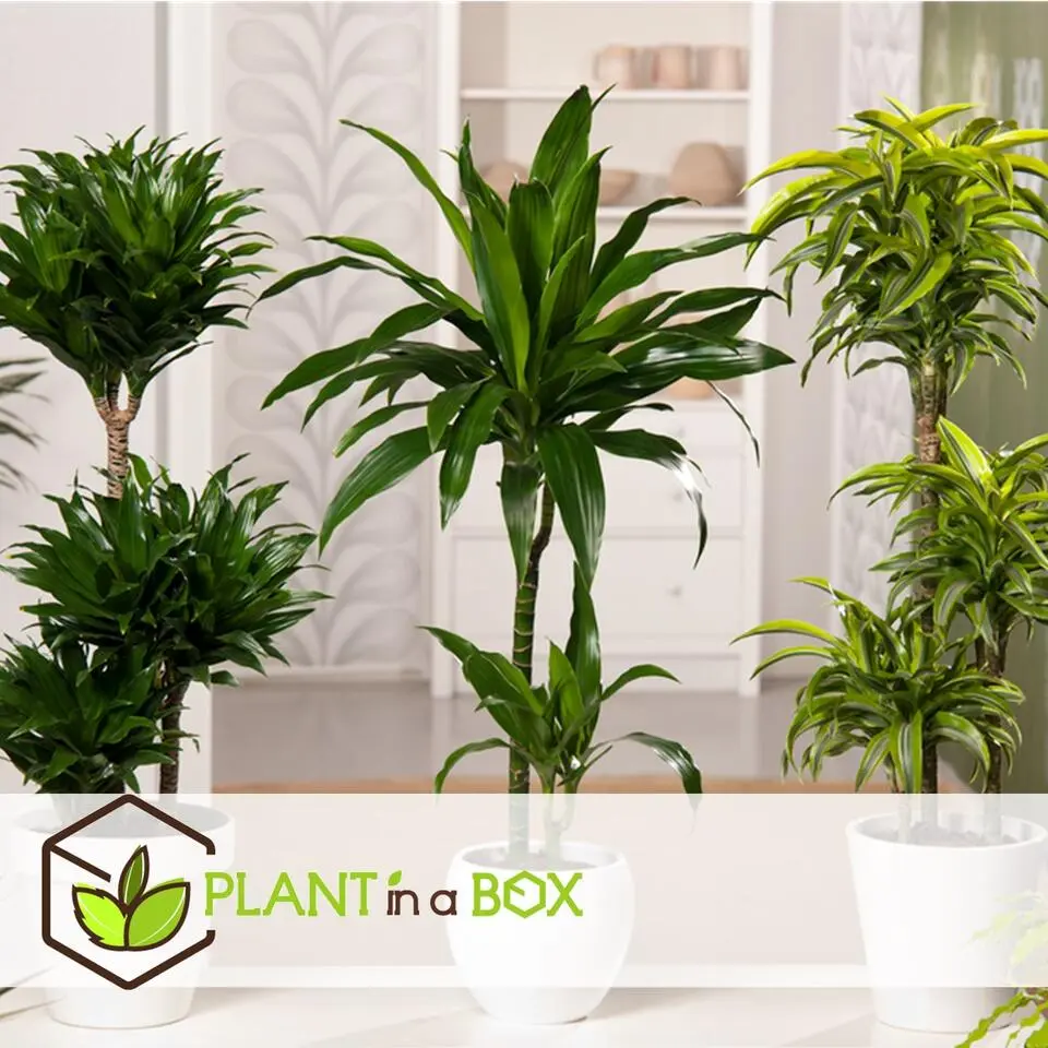 Drakenbloedboom - Dracaena fragrans 'Cintho' - Hoogte 140-150cm - ⌀24cm