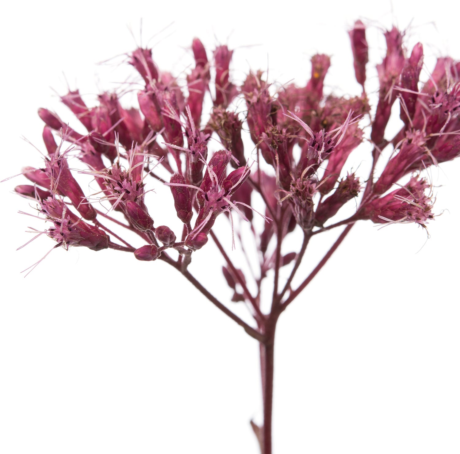 Koninginnekruid (Eupatorium maculatum 'Atropurpureum') D 11 H 10 cm