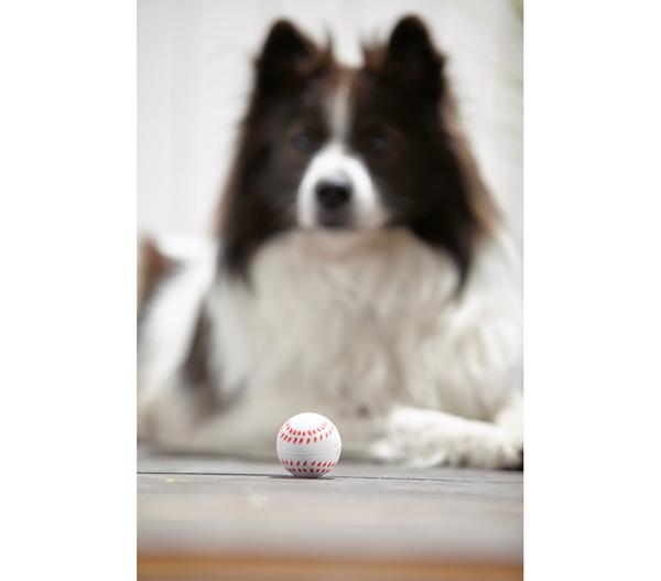 Dehner Lieblinge Hundespielzeug Spielball