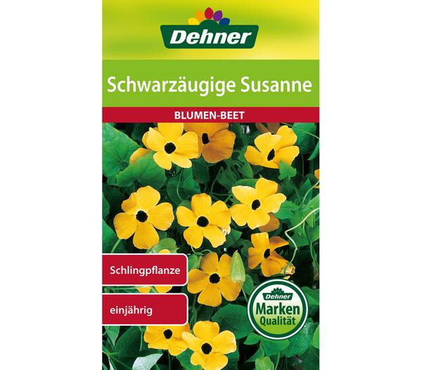 Dehner Samen Schwarzäugige 'Susanne'