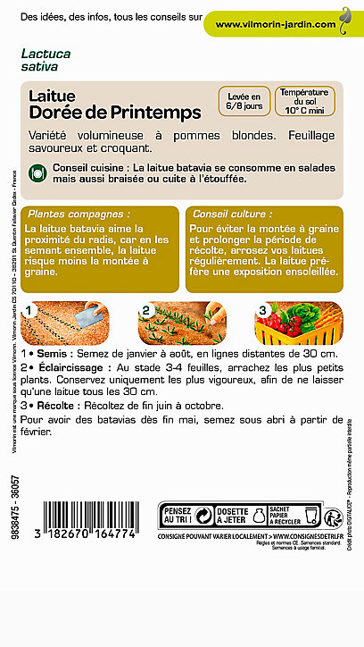 Graines de Laitue Batavia Dorée de Printemps