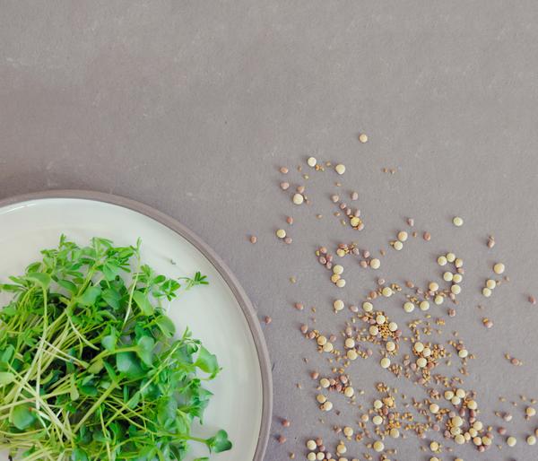 Dehner Bio-Keimsprossen 'Gourmet-Mischung'