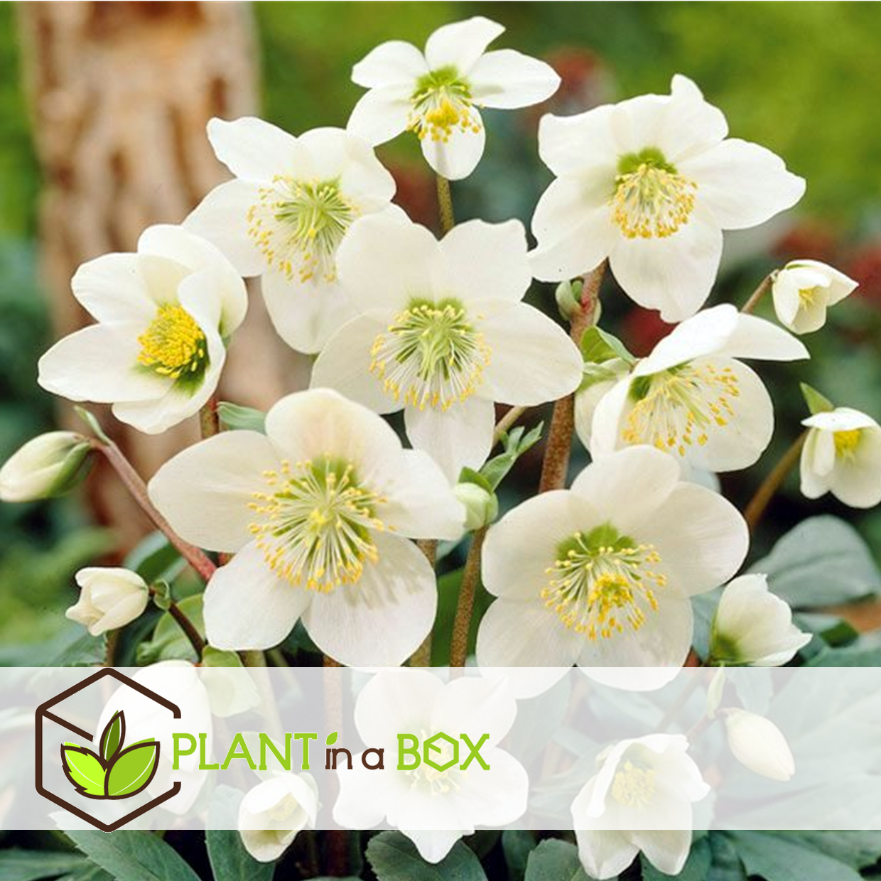 Helleborus mont blanc - set de 6 - jardin - pot 12cm - hauteur 20-30cm