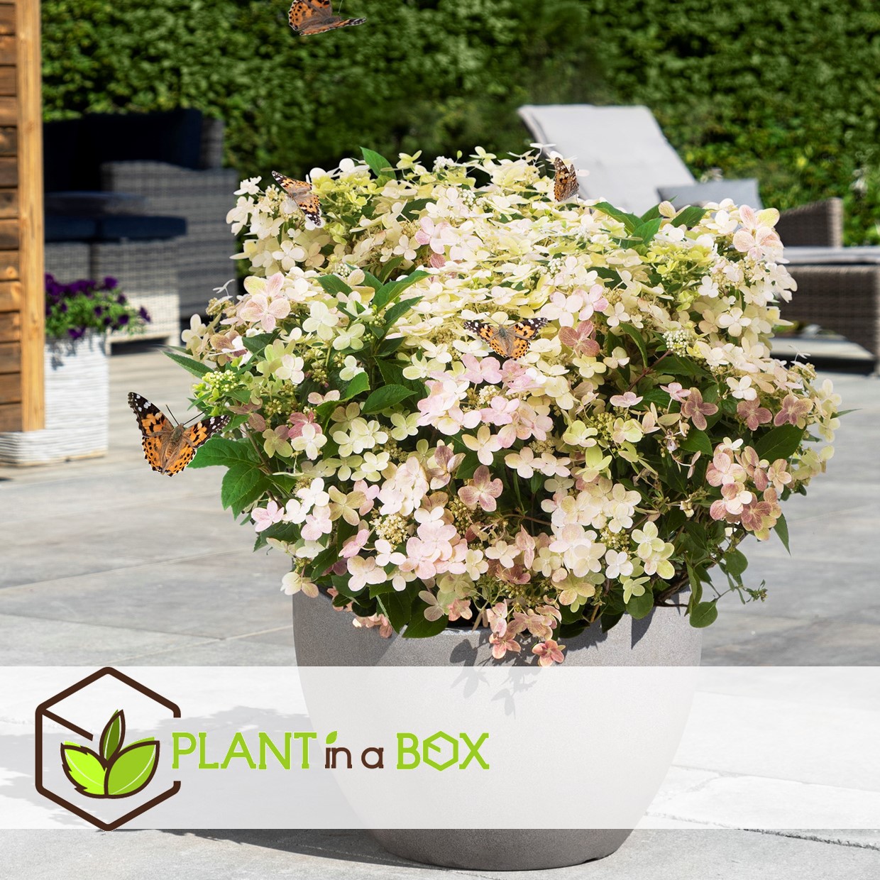 Hydrangea paniculata (s)witch ophelia - set de 2 - pot 19cm - hauteur 30-40cm