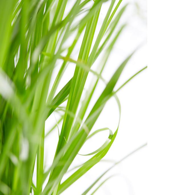 Dehner Lieblinge Katzengras - Cyperus zumula