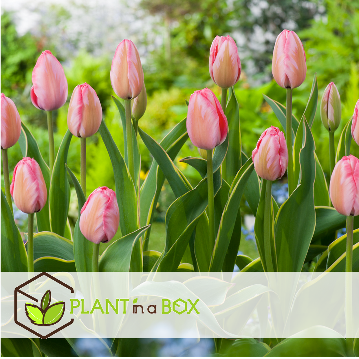 Tulipa design impression - bulbes à fleurs x20 - tulipe - rose
