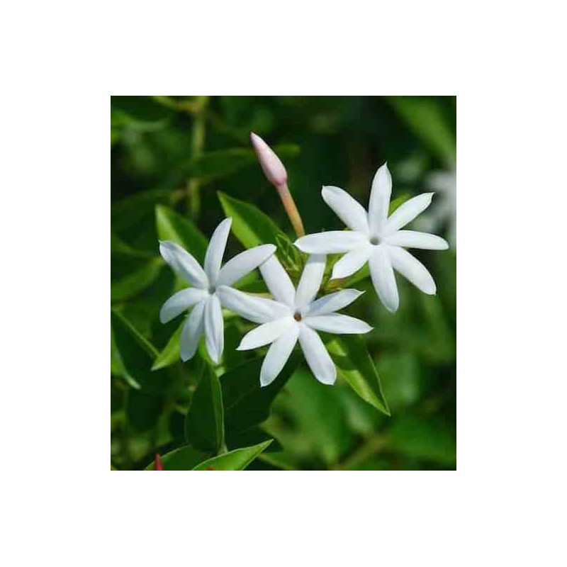 Jasminum nitidum (jasmin aile d'ange) blanc - taille pot de 2 litres - 30/50 cm
