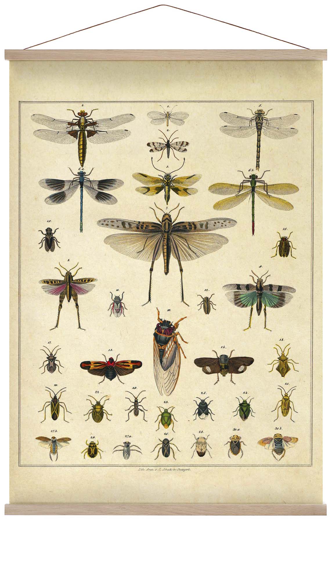 Insekten von Oken