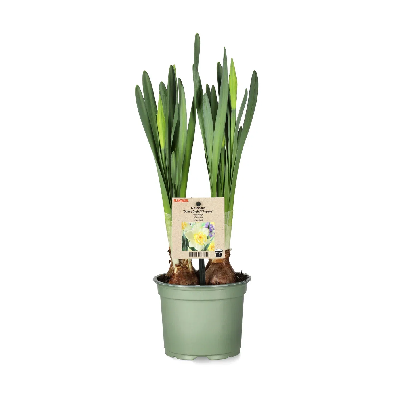 Påskelilje 'Sunny Light' Ø12 cm