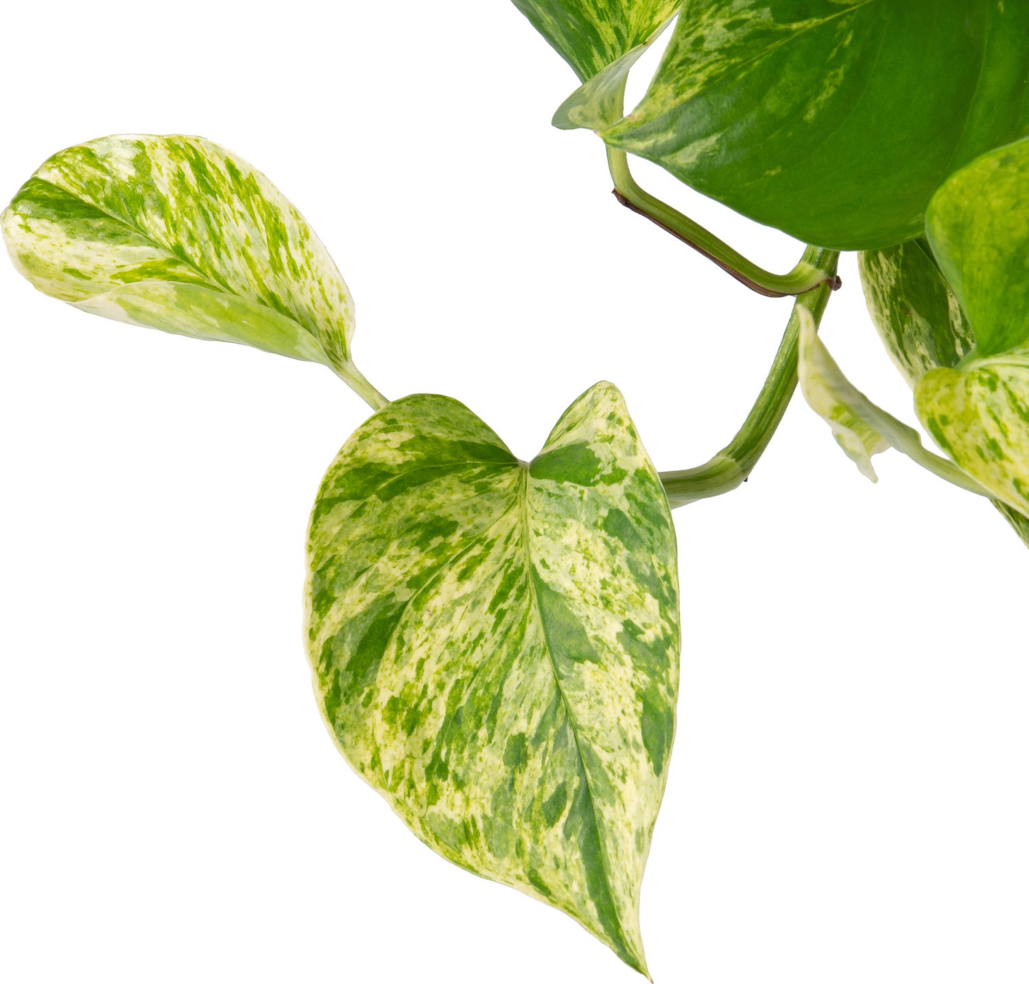 Drakenklimop in hangpot (Epipremnum pinnatum 'Marble Queen') D 15 H 30 cm