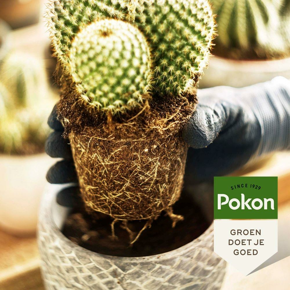 Engrais cactus et succulentes - 250ml
