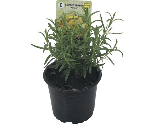 Rozemarijn FloraSelf Rosmarinus officinalis 'Abraxas' Ø 12 cm pot