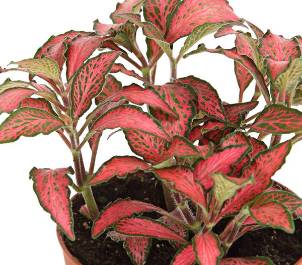 Mosaikpflanze - Fittonia verschaffeltii,