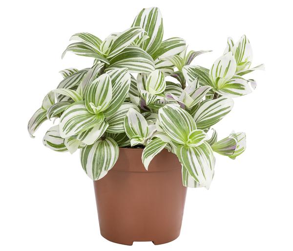 Dreimasterblume - Tradescantia zebrina