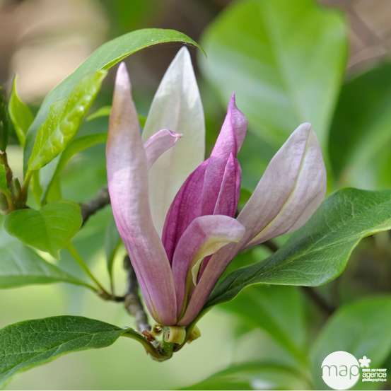 Magnolia x Ricki : conteneur rond carré de 5 L