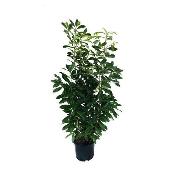 Prunus laurocerasus ' Caucasica ' : H 125/150 cm ctr 20 litres