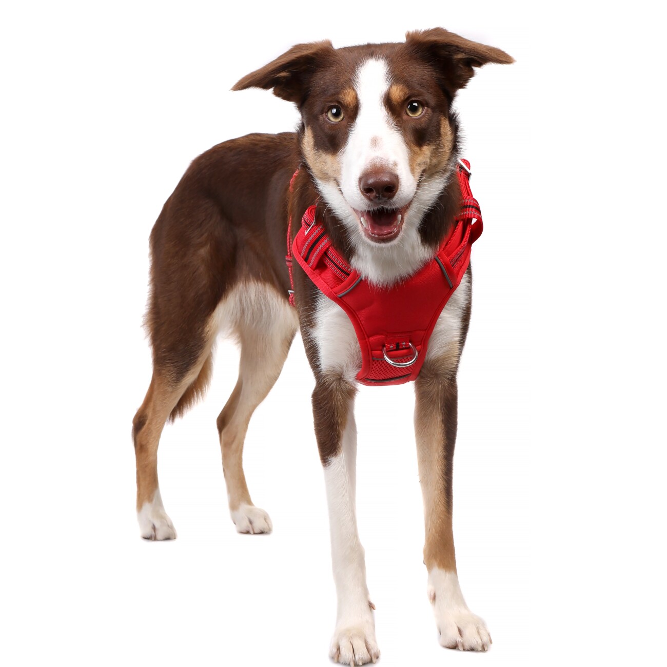 DOOG Neotech Harness RED S