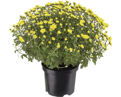 Herfstchrysanthemum bol, ca. 40-50 cm diameter, FloraSelf Chrysanthemum indicum, potmaat 19 cm, willekeurige soortselectie
