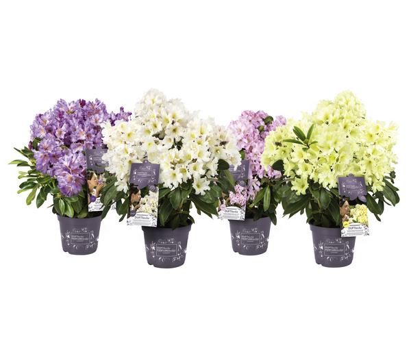 Rhododendron Inkarho® 'Dufthecke',
