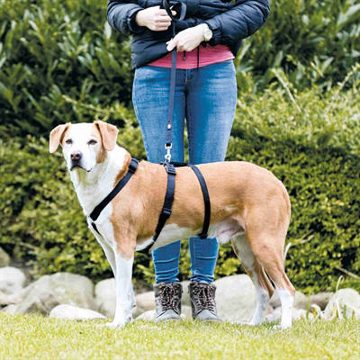 Trixie hondentuig met tailleriem Stay Tuig Zwart l-xl 75-100 cm