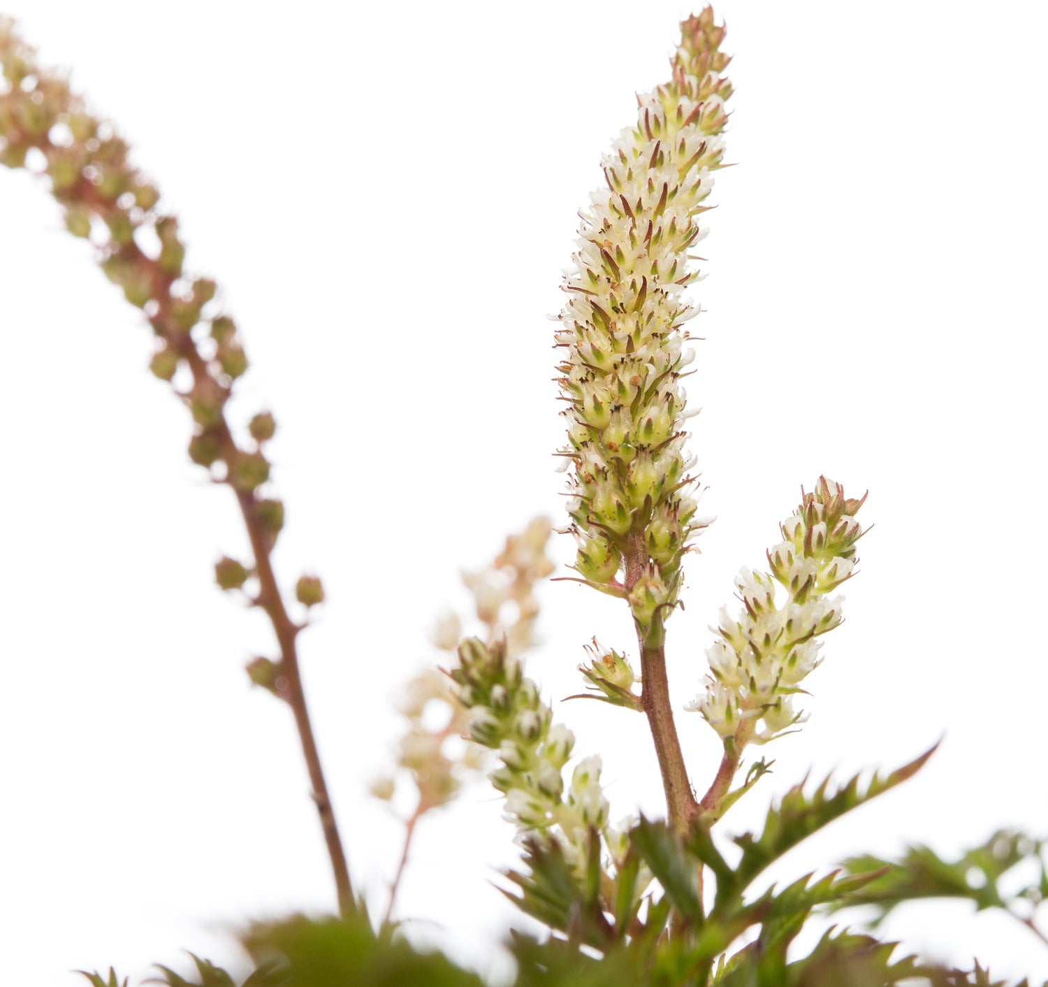 Geitenbaard (Aruncus aethusifolius) D 11 H 10 cm