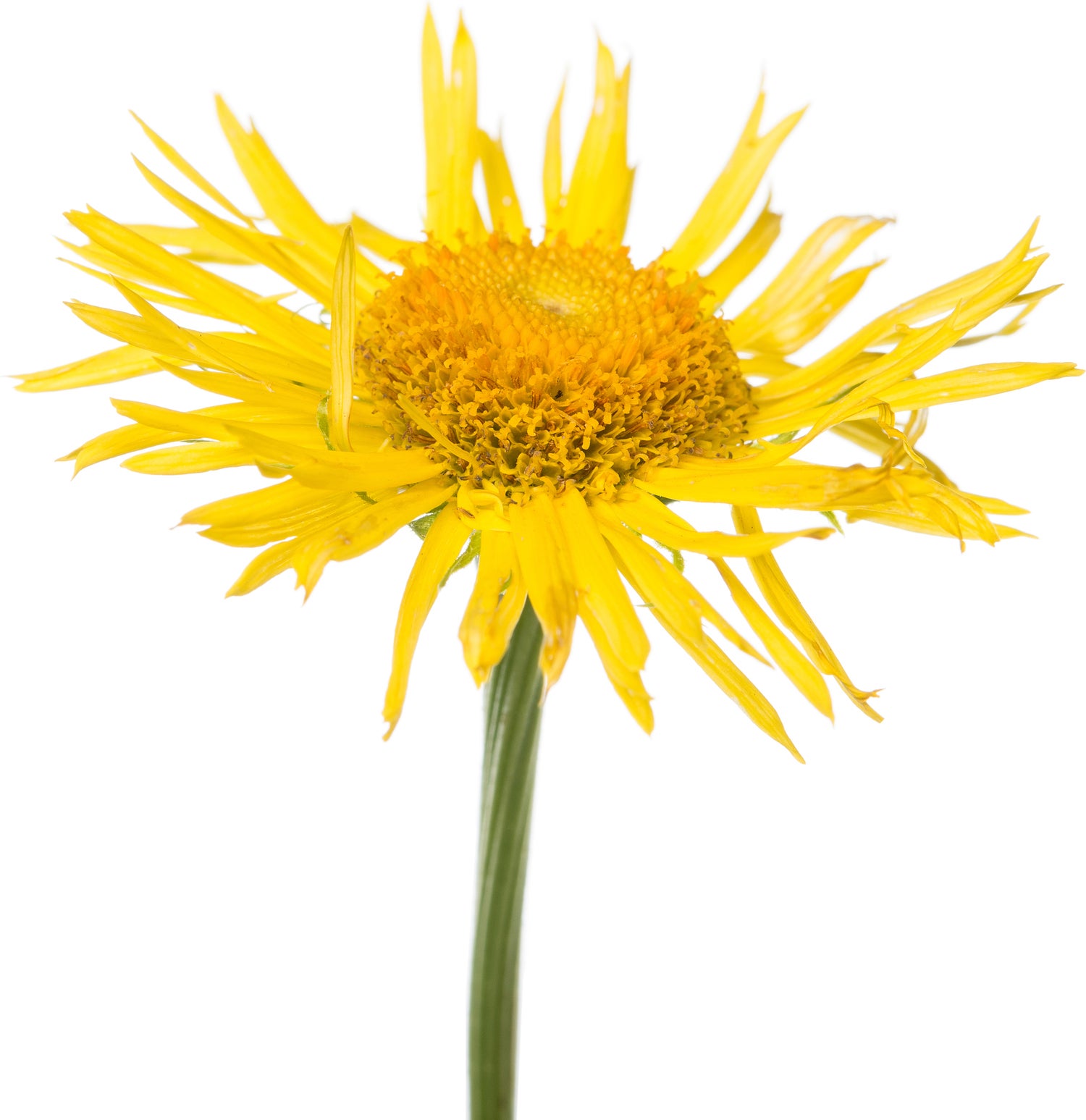 Voorjaarszonnebloem (Doronicum orientale) D 11 H 10 cm