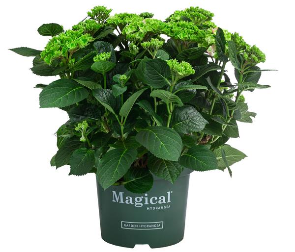 Hortensie 'Magical Jewel'