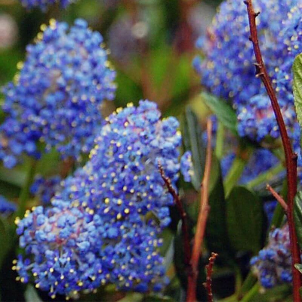 Céanothe rampant (ceanothus 'thyrsiflorus repens') - godet - taille 10/15cm