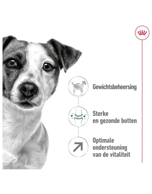 Royal Canin Mini Adult 8+ - Hondenvoer