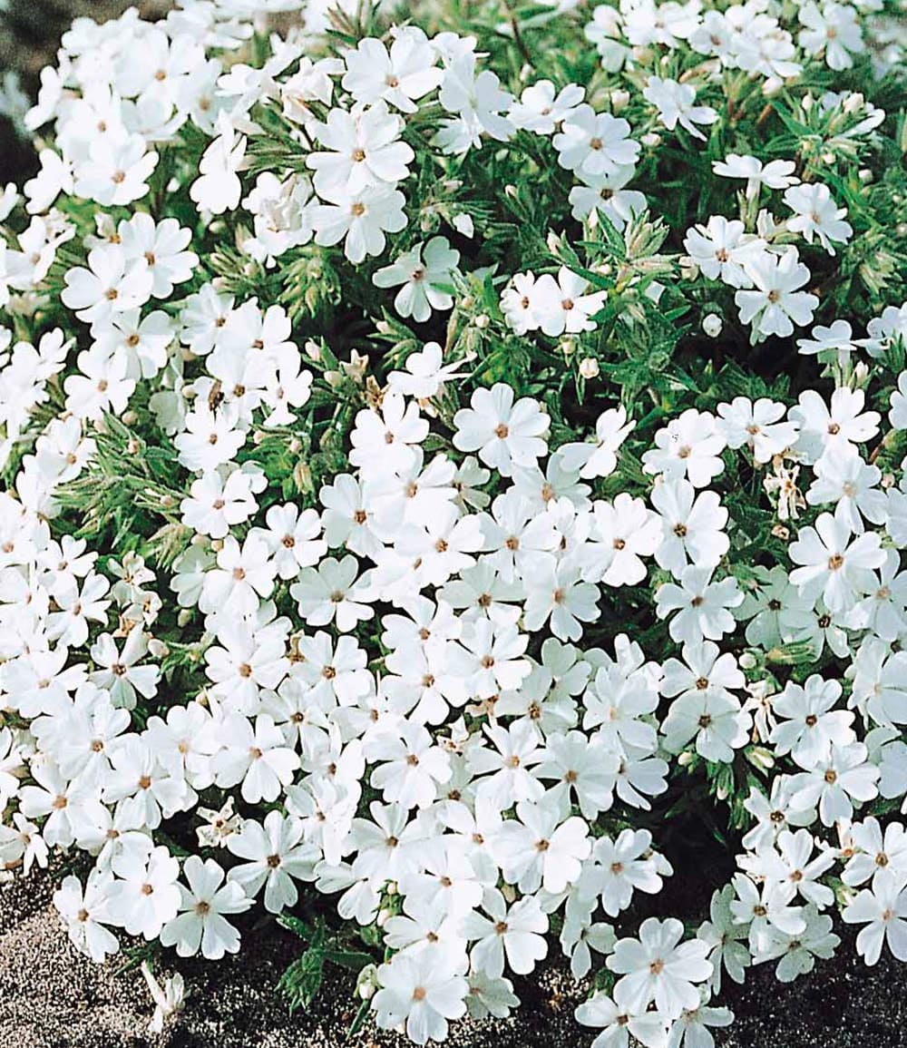Phlox-Mix 'Flowers of the Sea'