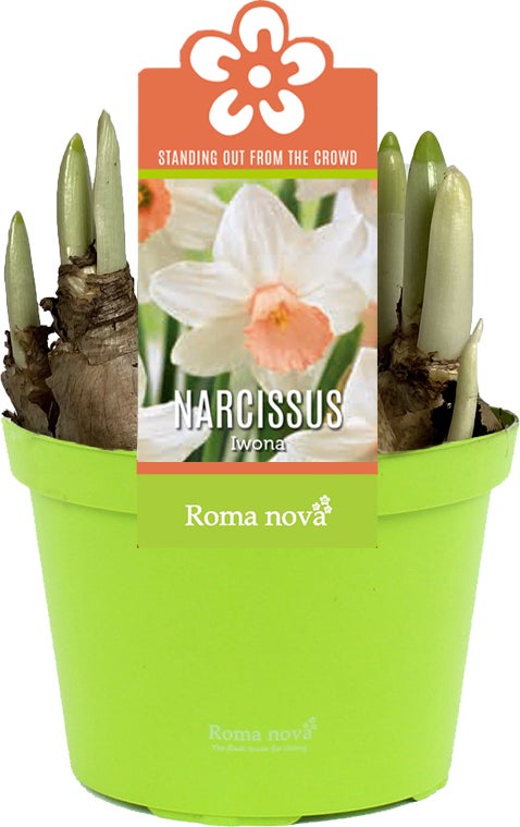 Narcis (Narcissus 'Iwona') D 12 H 14 cm