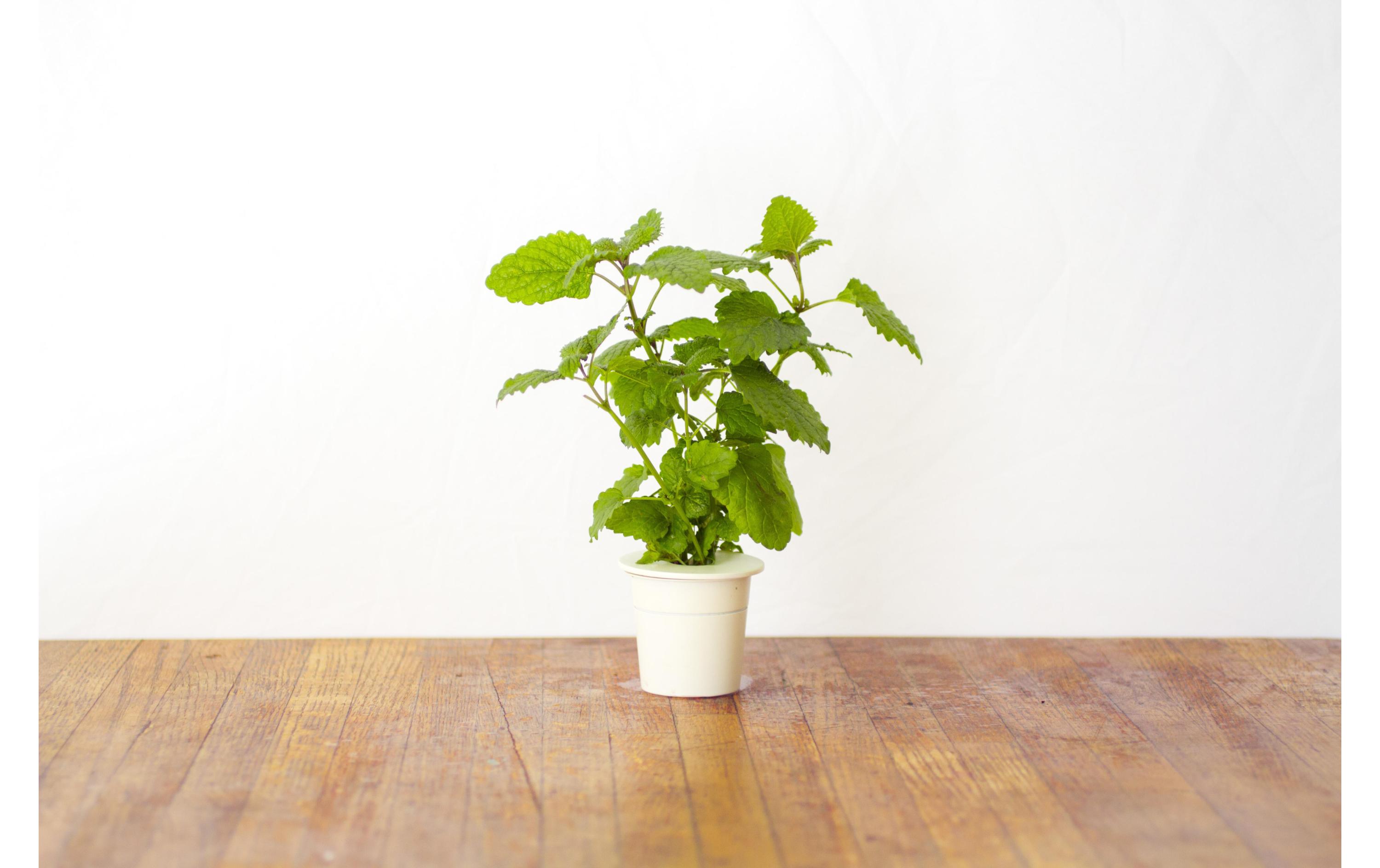 Samen ZitronenmelisseNachfüllpackung zum Smart Herb Garden