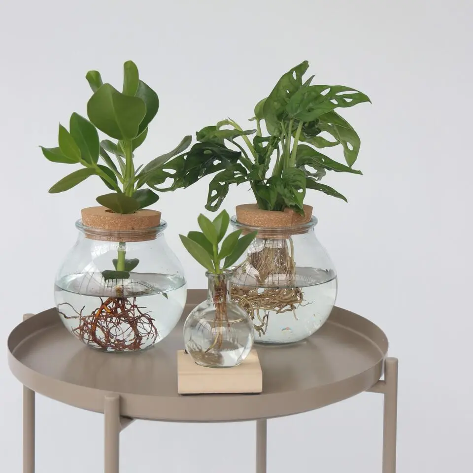 Apenmasker in glas - Monstera adansonii 'Monkey Mask' - Hoogte 25-35cm - ⌀20cm