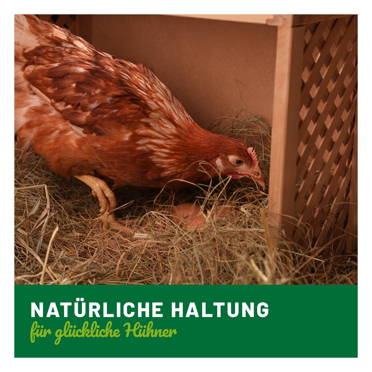 HÜHNER Land Staubbad 10kg