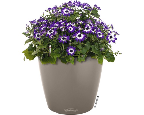 Lechuza Classico Color bloempot Ø 18 cm zandbruin