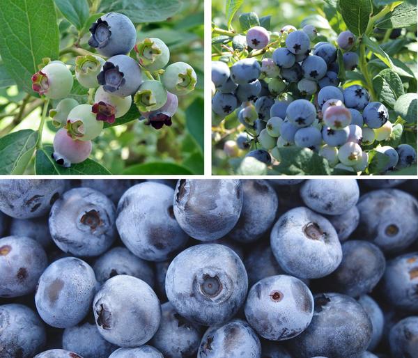 Heidelbeer-Set Blaubeer-Genuss, 3-teilig