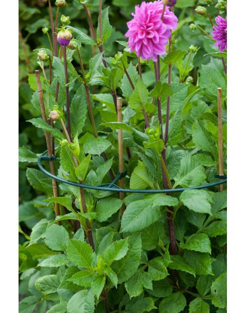 Nature Vario Plantensteunen - Klim-En Geleide Artikel - 0.5x40x40 cm Groen 3 stuks