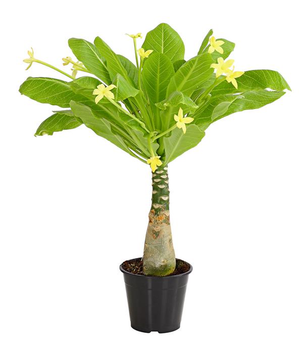 Hawaiipalme - Brighamia insignis