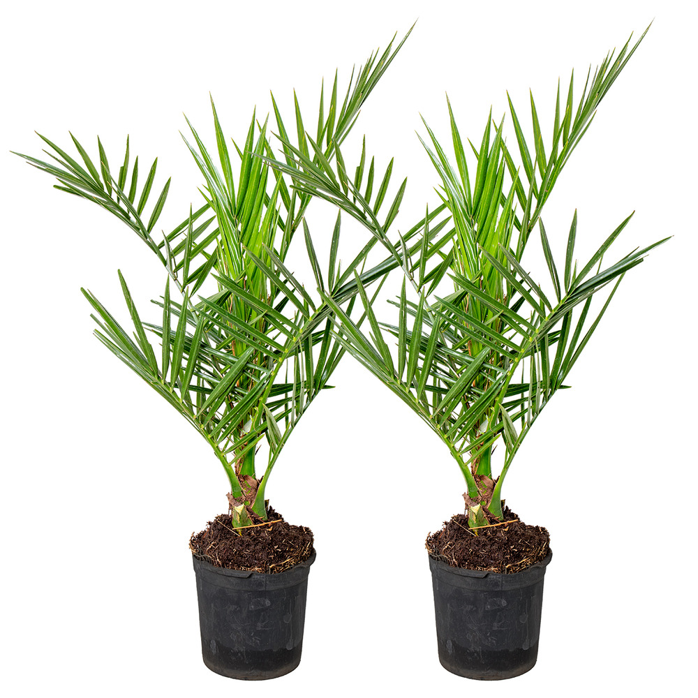 2x phoenix canariensis - palmier dattier des canaries - rustique – ⌀15 cm - ↕50-60 cm
