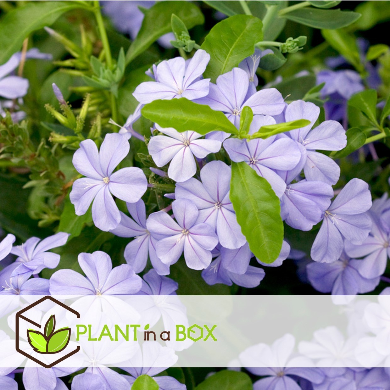 Plumbago auriculata - set de 6 - grimpante fleurie - pot 9cm - hauteur 25-40cm